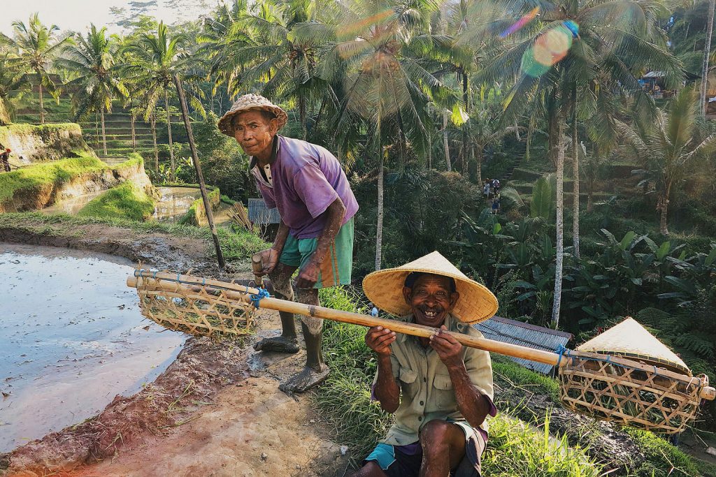 Ubud Town Bali Indonesia Rice Fields